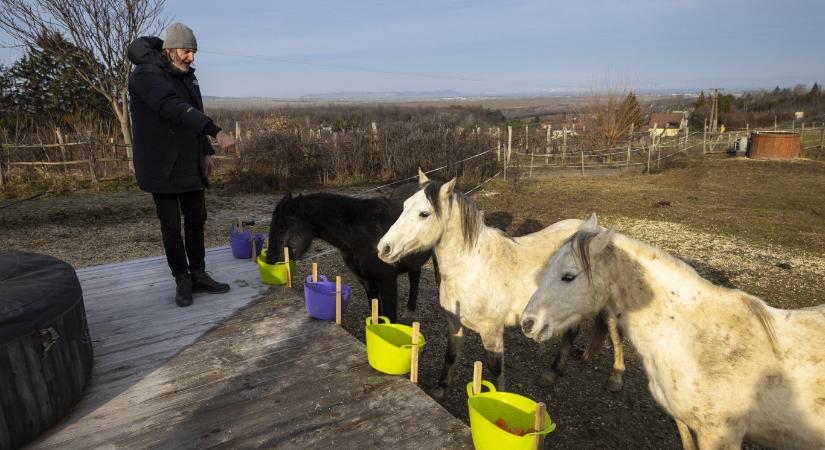 Százmilliót fizethet az Agrárminisztérium, mert korábban nem adott pénzt az állam lovait éveken keresztül gondozó menhelynek - 444.hu