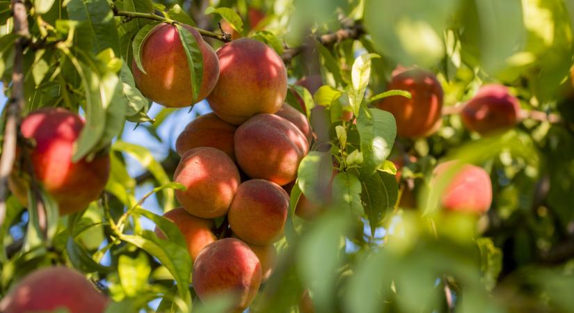 Megújult tudástár segít a vegyszermentes kertészkedésben - egy.hu