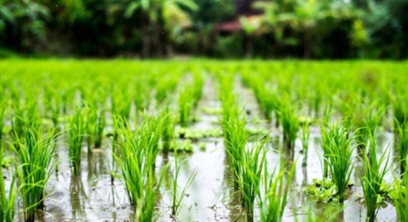 Drámai terméshozam-csökkenés várható - Agroinform