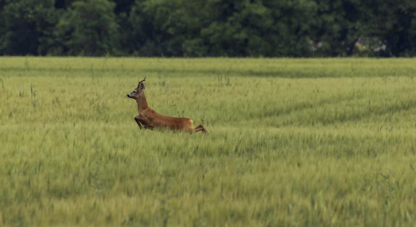 Ilyen földekre lenne szükség Magyarországon is: sokat nyerhetünk velük - Agrárszektor