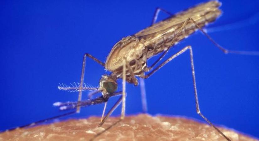 Genetikai beavatkozással kiirthatók a veszélyes állatfajok? - Agroinform