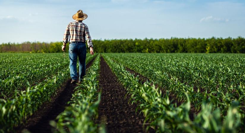 Súlyos figyelmeztetés: eltűnhet a kukorica, ha nem változtatunk - Agroinform