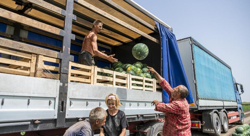 Fogytán a magyar dolgozó, egyre több gazdaságban kénytelenek vándorbrigádokat, ázsiaiakat fogadni a mezőgazdasági idénymunkákra - Népszava