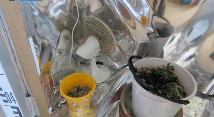 Kannabisz-neveldéd rejtett a gardrób - Teol