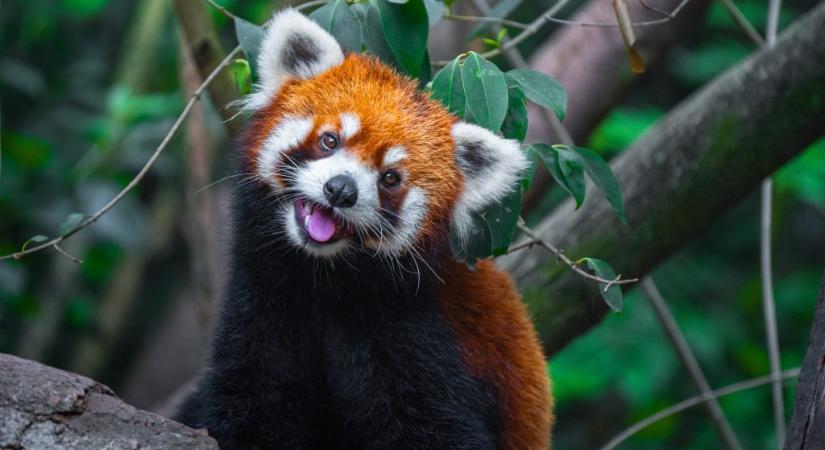 Ebben a hotelben vörös pandák ébresztik a vendégeket - 24.hu