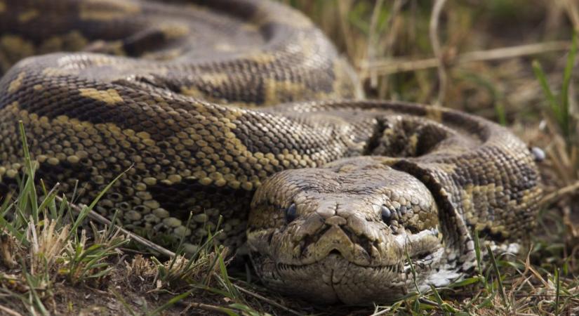 Hatalmas kígyó bukkant fel a Temze partján - 24.hu