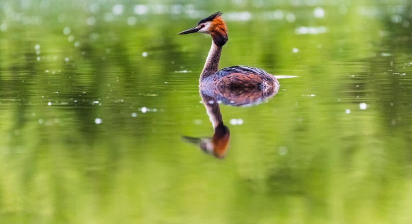 Ha jót akarunk tenni a vadon élő állatoknak, ne zavarjuk meg az életüket! - Demokrata