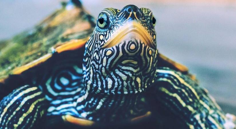 Furcsa teknős bukkant fel a holtágban – ne engedje vissza a vízbe! - Agrofórum