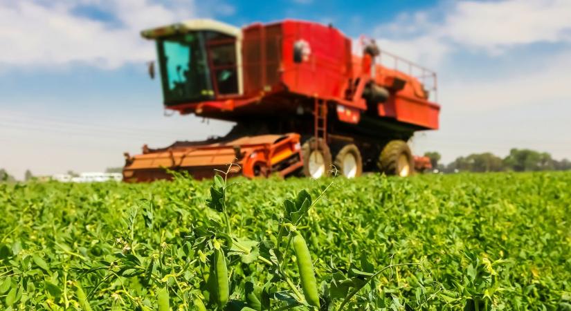 Megéri az öntözés – látványos zöldborsóhozam az Orosfarmnál - Agroinform