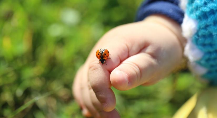 Rovarmentés: Hogyan segíthetünk a világ legfontosabb teremtményein? - Köpönyeg
