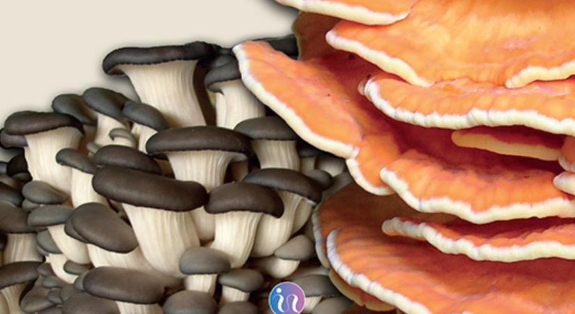 Fedezzük fel a gombák csodálatos világát! - Agroinform