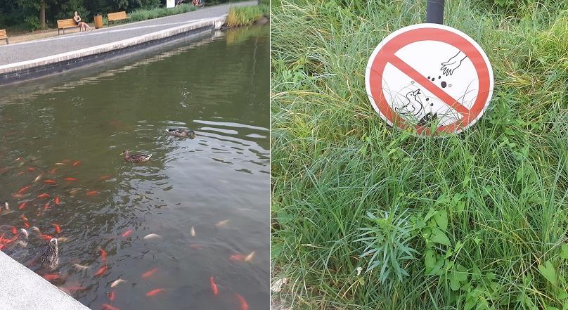 Idén is tilos és veszélyes etetni a Békás-tó madarait - Debreceni Nap