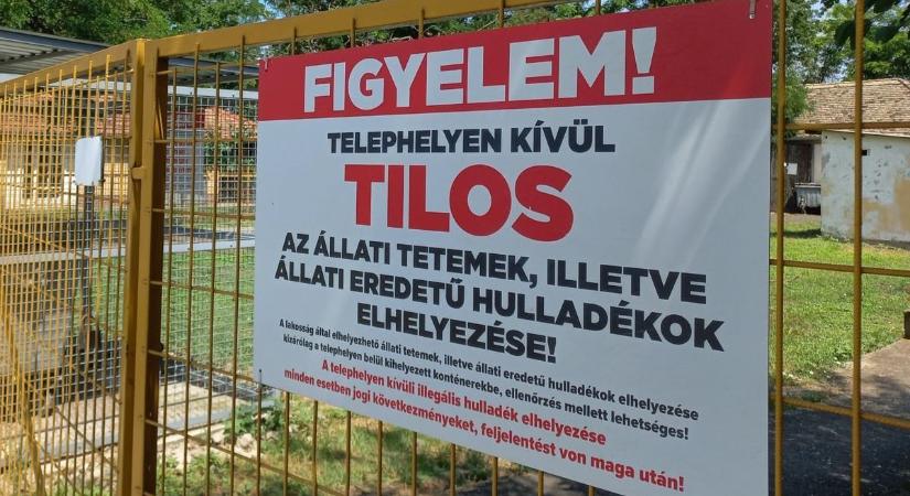 Továbbra is dolgozik a makói gyepmester, hasznos tippek a helyes levendulaneveléshez - délmagyar