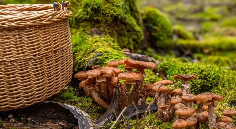 Súlyos hibák, amiket a legtöbben elkövetnek gombaszedéskor - ezek a gombászás íratlan szabályai - Kemma