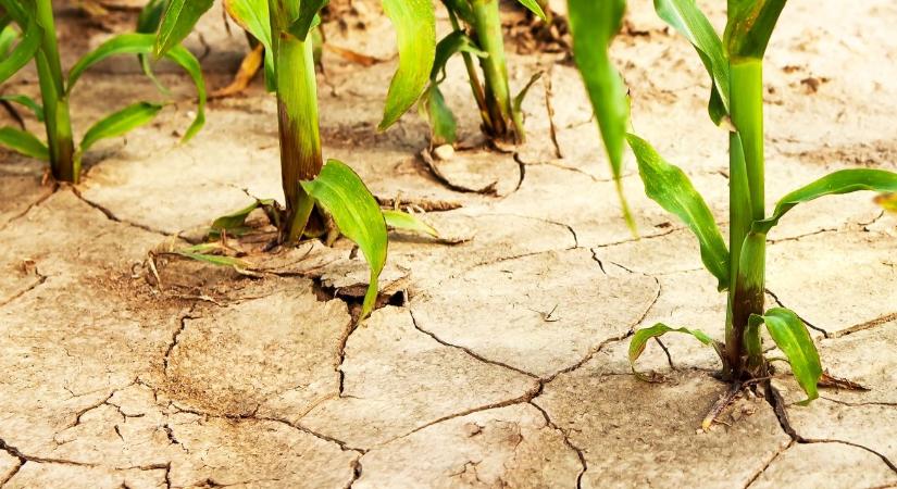 Budapest főtájépítésze: egész júniusban nem lesz eső - Agroinform