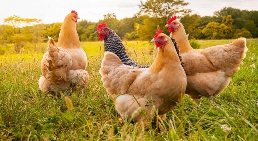 Ipari csirke, avagy lelkiismeret és rántott szárny - Teol