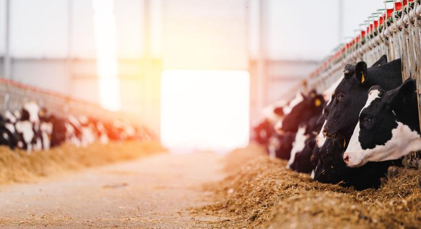 Elpusztult 2510 tehén és a támogatás késik – drámai helyzet Dunakilitin - Agroinform