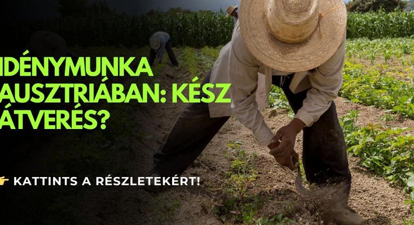 Rabszolgamunka árnyékában – ez vár sok magyarra az osztrák földeken - Agroinform