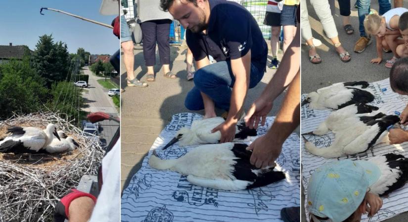 Debrecenben, Hajdúszoboszlón és Balmazújvárosban is gyűrűztek fehér gólyákat - Debreceni Nap