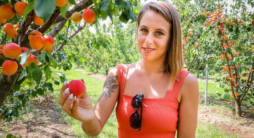 Mi lesz veled kajszipálinka? Nem jók a kilátások, de nincs katasztrófa - Sonline
