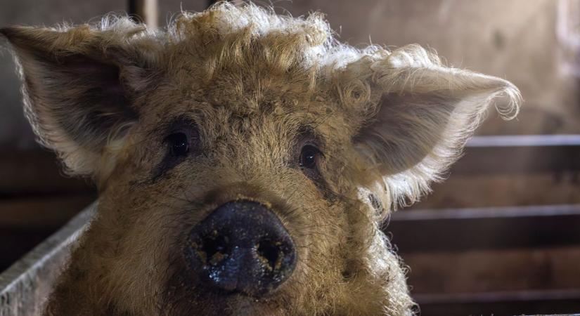100% magyar mangalica – így lett világsiker Spanyolországban VIDEÓ - Agroinform