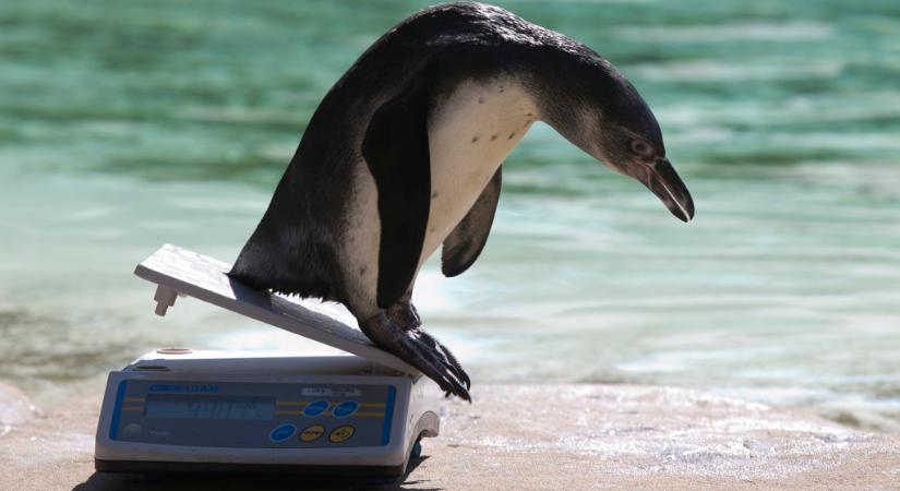 Álommelója van a pingvinek súlymérőjének