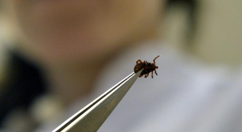 Brutális az idei kullancsinvázió: már a strandon sem lehetünk biztonságban - Infostart