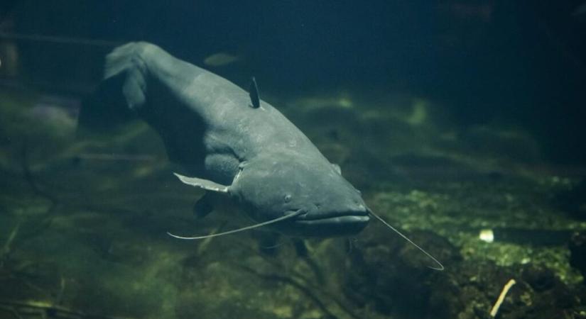 Óriásharcsa támadt a fesztiválozókra - Szabad Magyar Szó