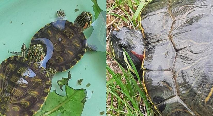 Aligátorteknős nincs Orfűn, az ékszerteknősök azonban előszeretettel napfürdőznek a Pécsi-tónál - Pécs Aktuál