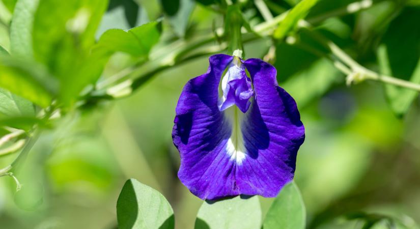 Ezer bajra jó gyógynövény: mindent a clitoria ternatearól - egy.hu