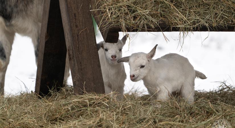 Hófehér kecskegida-ikrek születtek a Debreceni Állatkertben