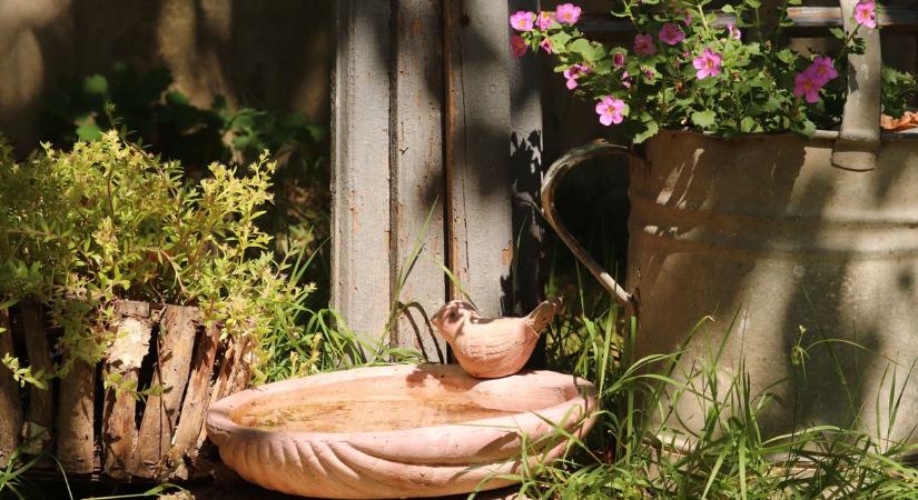 Madáritató a kánikulában – életmentő segítség lehet a tollas barátainknak - Sonline