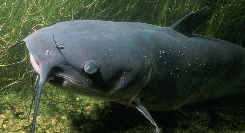 150 kilós harcsát lőtt le a rendőrség, miután fesztiválozókra támadt - Blikk - Kvíz
