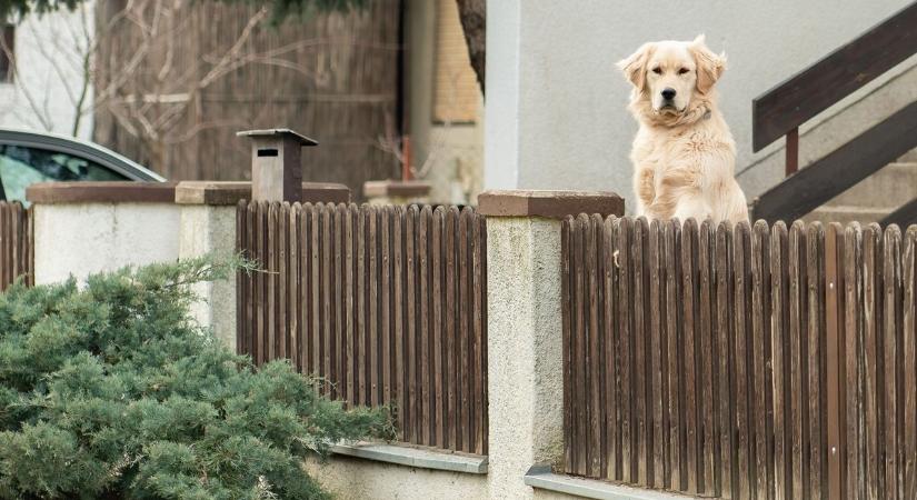 Kétségbeesett nyüszítésre ébredt, felfoghatatlan, amit a szomszéd a kutyájával tett - BAON