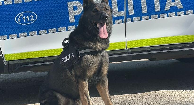 A rendőrkutya nyomozta le a szomszédjukhoz betörő rablókat - Maszol
