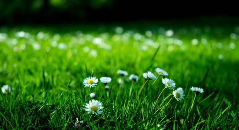 Nyári füvesítés – Így csináld - CityGreen