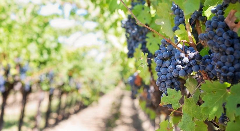 Így spórolhatnak a gazdák a bérköltségen - Agroinform