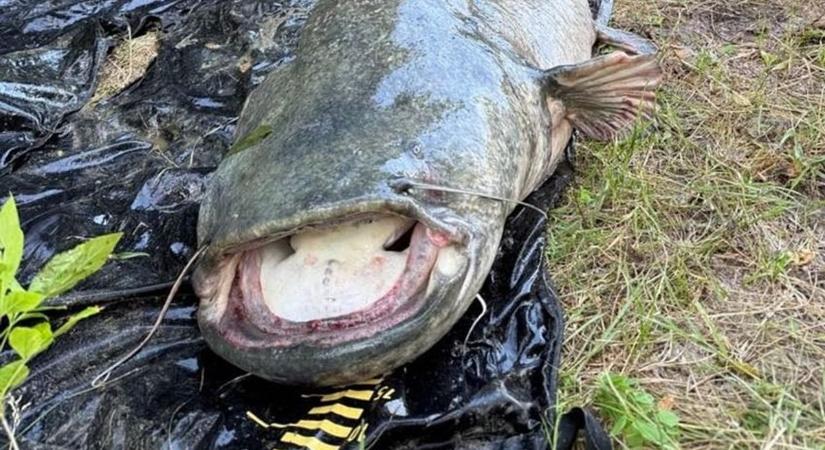 Képek az őslényről, ami Ároktőnél úszkál a mélyben! Mintha egészben nyelt volna le egy farönköt! - Boon