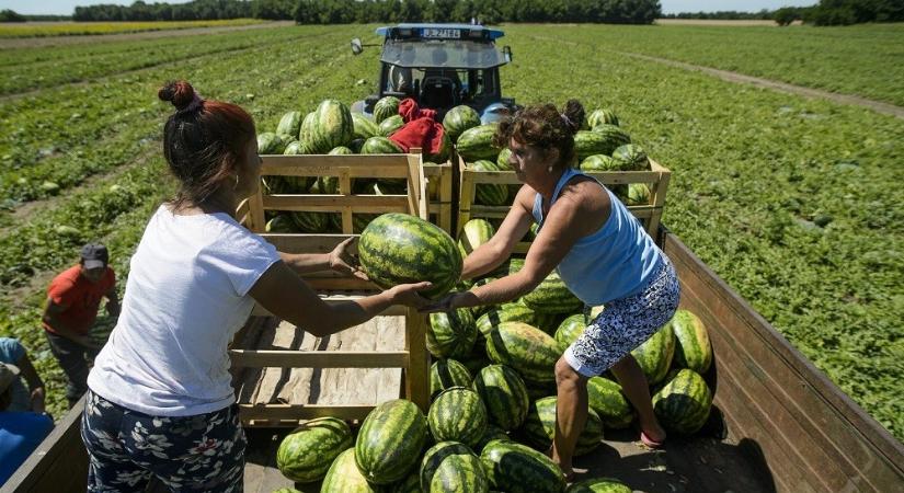 Késik idén a magyar dinnye - Ugytudjuk