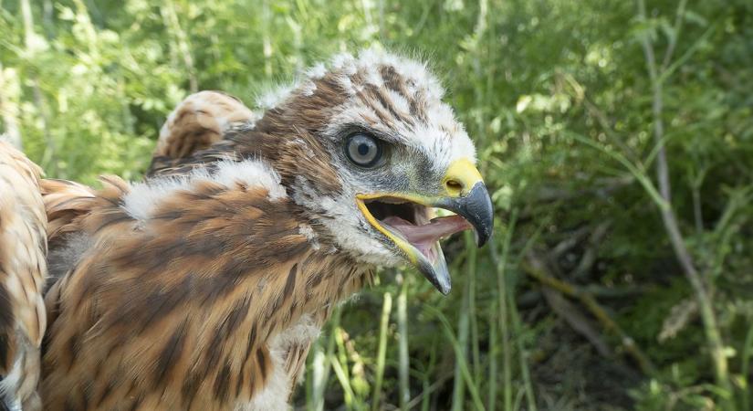 Pusztai ölyv fiókákat gyűrűztek Kardoskúton - Agrotrend