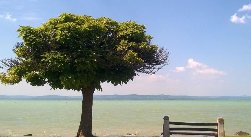 Zöldül a Balaton: Mi okozza az algainváziót, és szabad-e strandolni? - nőklapja.hu