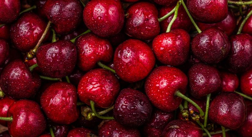 Úgy romlik a cseresznye minősége, hogy a termelők próbálják gyorsan eladni - Agrárszektor