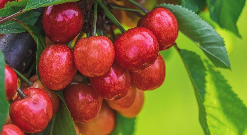 Lenyeltél egy kukacot a cseresznyével? Eláruljuk, mi történik! - Agroinform