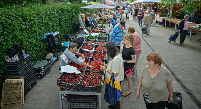 Ez a növény lehet az új cukor? A sivatag gyümölcse meghódítja a magyar konyhákat - délmagyar