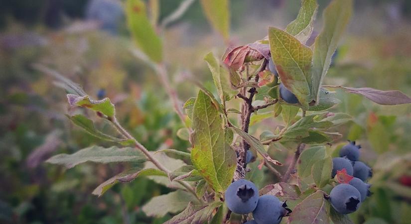Köznyilvános agrárerdészeti kísérletet szervez a NAK - Agrotrend