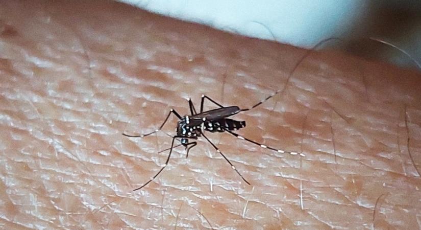 Vérszívók lepték el a Balatont: senki sincs biztonságban tőlük - Agrárszektor