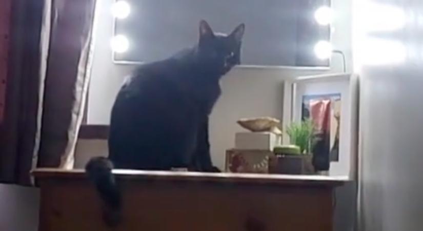 Ahogy ez a macska korán reggel kelti a gazdáját, azon milliók pusztulnak - Videó - TWN