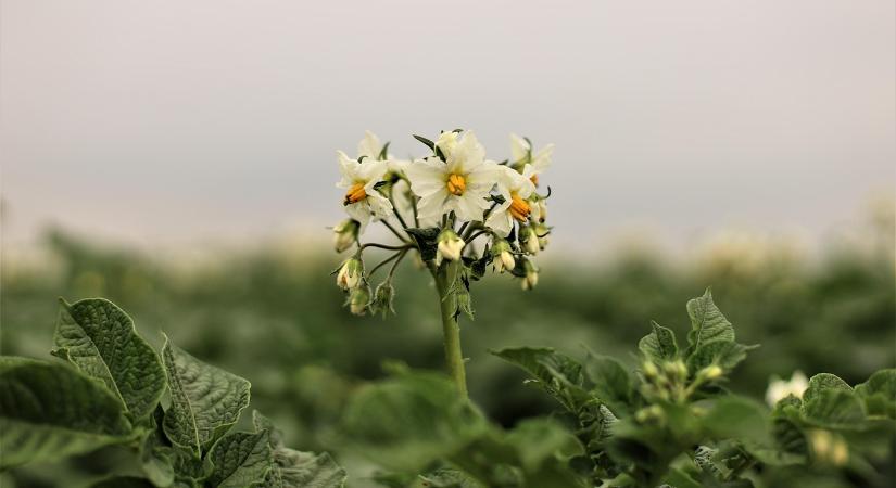 Minden rendelkezésre áll ahhoz hogy önellátóak legyünk a burgonya piacán - Agrotrend