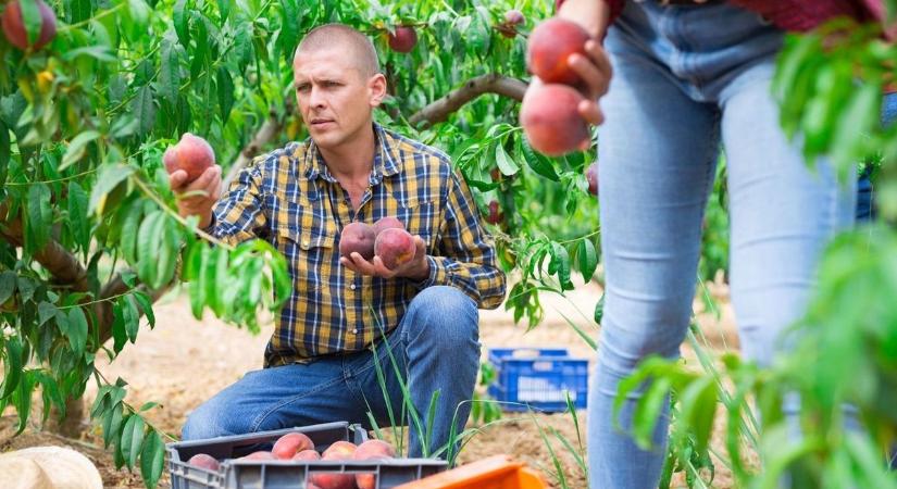 Szedd magad őszibarack: íme a legjobb helyek az országban! - Teol