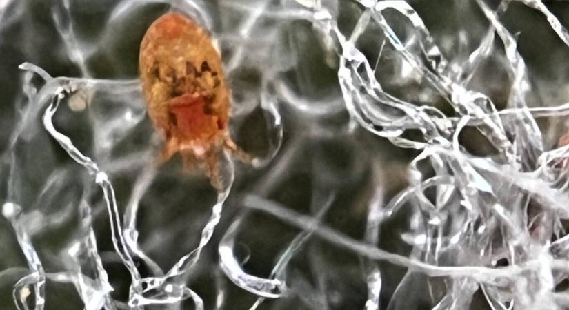 Kertészeti növényvédelmi előrejelzés: támadnak a kártevők - Agrofórum
